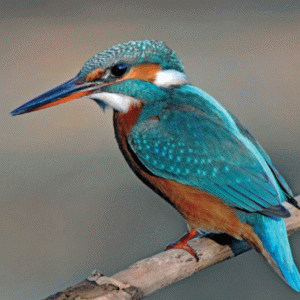 Die anwesenheit von Berl